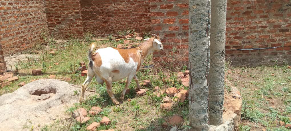 Project Visual Image