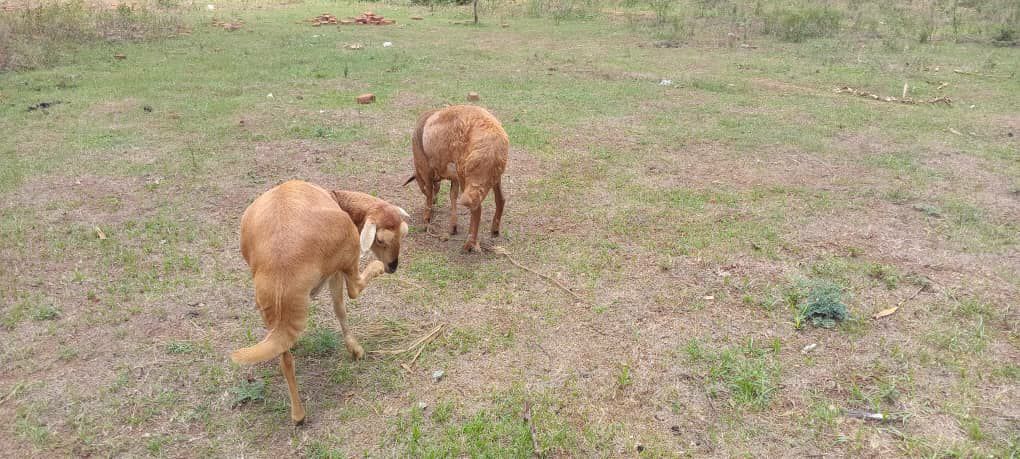 Project Visual Image